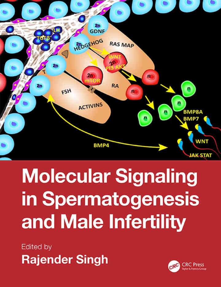 Molecular Signaling in Spermatogenesis and Male Infertility eBook